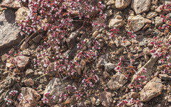 Sidotheca emarginata