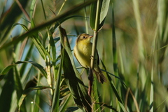 Pseudocolopteryx dinelliana