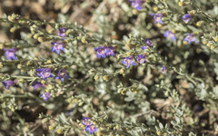 Penstemon californicus