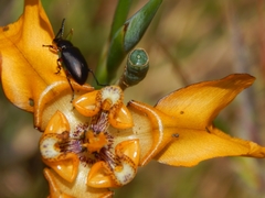 Cypella fucata
