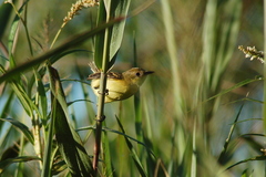 Pseudocolopteryx dinelliana