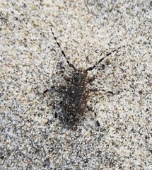 Aegomorphus clavipes