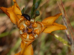 Cypella fucata