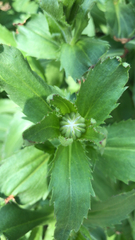 Eryngium foetidum