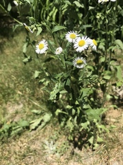 Erigeron
