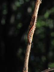 Helicorthomorpha