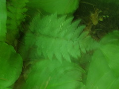 Dryopteris clintoniana