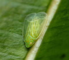 Tropiduchinae