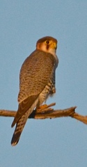 Falco chicquera