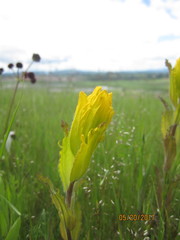 Castilleja levisecta