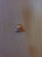 Agrotera nemoralis