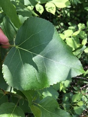 Populus × jackii