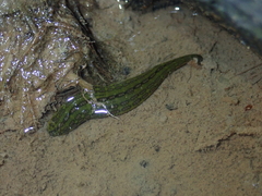 Whitmania pigra