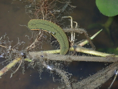 Hirudinaria manillensis