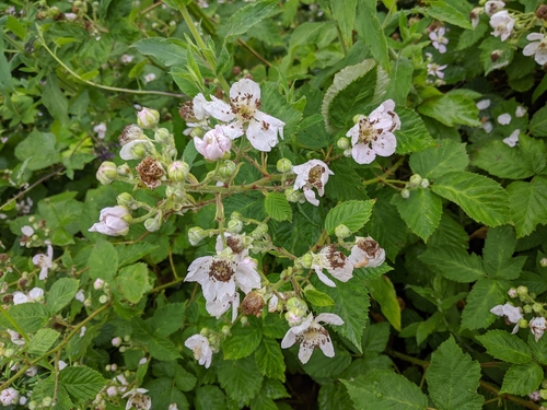 Northern Bramble (Rubus incurvatiformis)