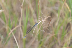 Pseudagrion salisburyense