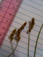 Carex wootonii