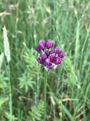 Allium