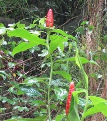 Costus spiralis