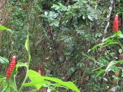 Costus spiralis