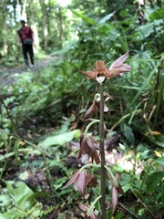 Eulophia zollingeri
