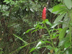 Costus spiralis