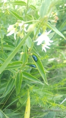 Chrysochus asclepiadeus