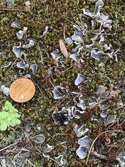 Peltigeraceae