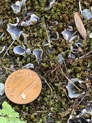 Peltigeraceae