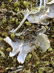 Peltigeraceae
