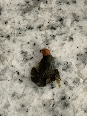 Peltigeraceae