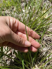 Dichanthelium depauperatum