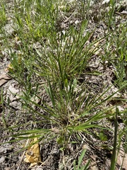 Dichanthelium depauperatum