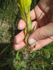 Castilleja levisecta
