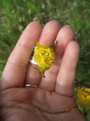 Castilleja levisecta