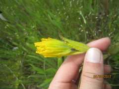 Castilleja levisecta