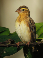 Euplectes hordeaceus