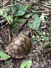 Terrapene carolina mexicana