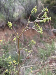 Eriogonum alatum