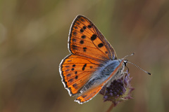 Lycaena alciphron gordius