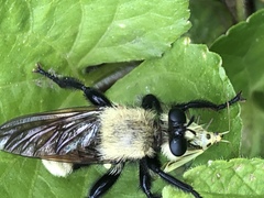 Laphria posticata