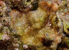 Schizoporella unicornis