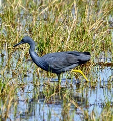 Egretta vinaceigula