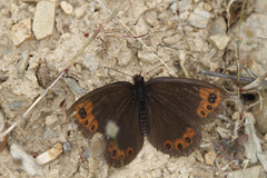 Erebia triarius