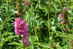 Sidalcea hendersonii