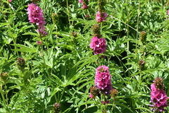 Sidalcea hendersonii