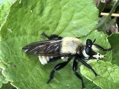 Laphria posticata