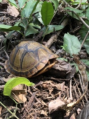 Terrapene carolina mexicana