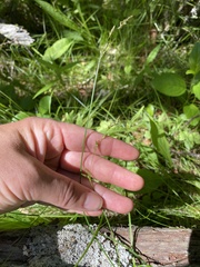 Carex prairea