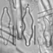 Staurosira binodis - Photo (c) Stephanie Robson, algunos derechos reservados (CC BY-NC), subido por Stephanie Robson